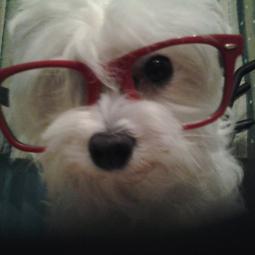 François Le Bohèmien