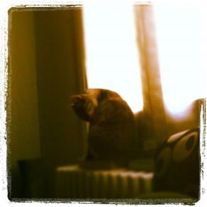 Autumn&Cat (Instagram' Project)