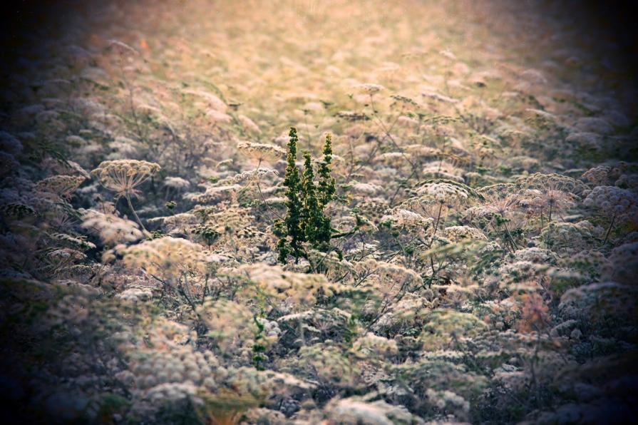 La differenza fa la differenza 