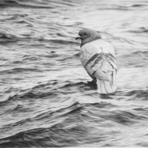 Invisible 9 Invisible 9