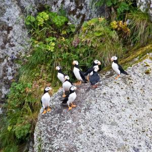 USA. Alaska 1/3. Forme di vita