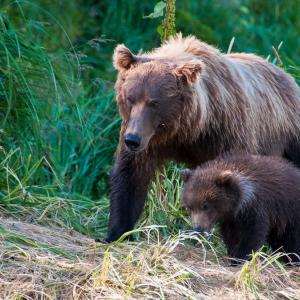 USA. Alaska 1/3. Forme di vita