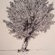 The Tree