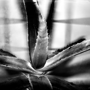The Aloe Experiment