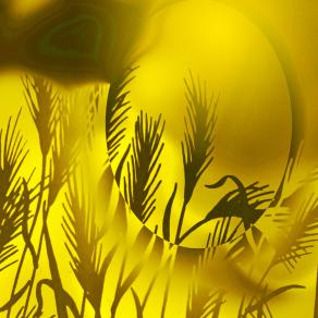 . . . Il grano d'estate è d'oro !!! . . . 