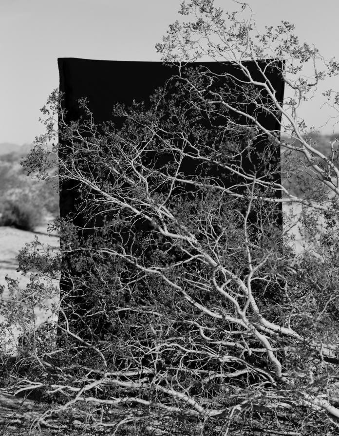 Future on Stake (one of the oldest living organisms on earth)  From the series Now is Now 2017 Size 93 x 73 cm Edition of 5 + A.P. Archival Pigment Ink Print on Hahnemühle Fine Art Baryta Wooden frame