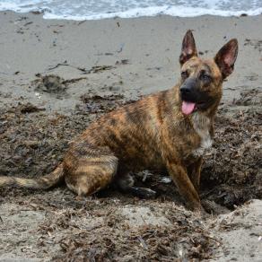 Tj in spiaggia    Tj on the beach