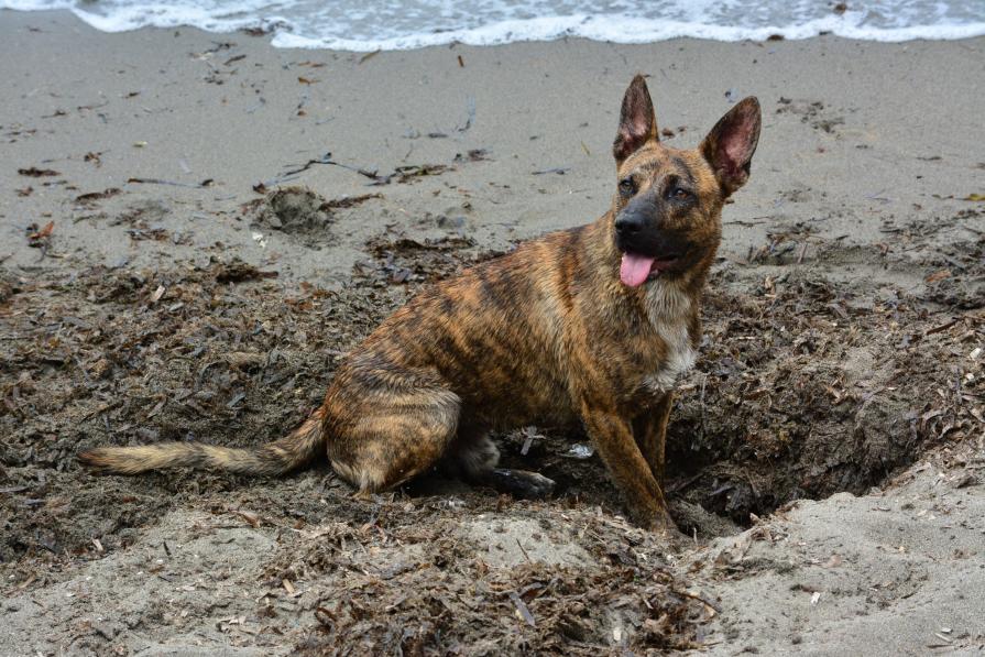 Tj in spiaggia    Tj on the beach