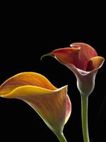 Call for Art - Theme “Botanicals” Online Art Competition