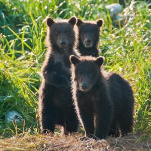 USA. Alaska 1/3. Forme di vita