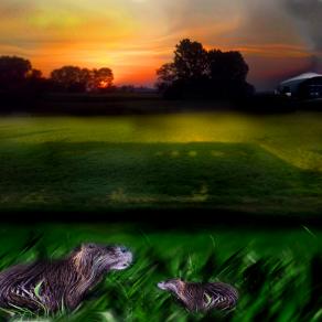 A2A grazie arrivando da parma,ho visto le pantegane modificate. stop al inquinamento della mia citta' Brescia.