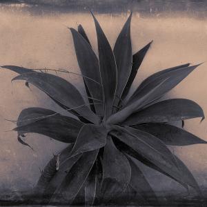 My Zoo - Agave Attenuata