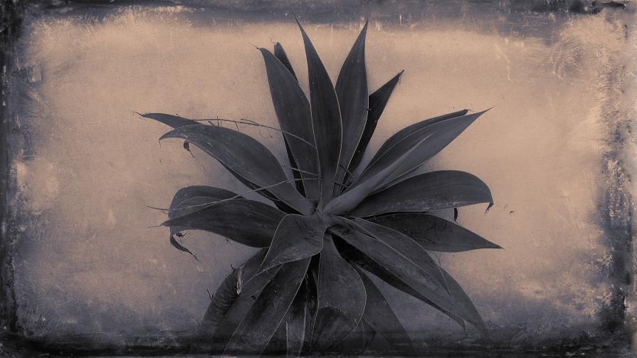 My Zoo - Agave Attenuata