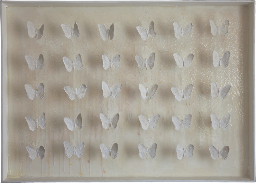 Collezione di Farfalle