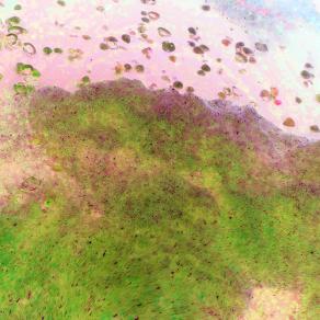 Stormo di Sante in Volo dalla Terra