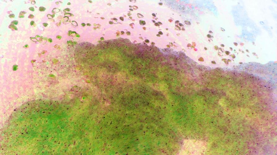 Stormo di Sante in Volo dalla Terra