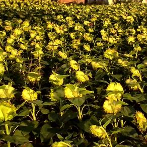 esercito di Pyongyang in assetto di guerra 