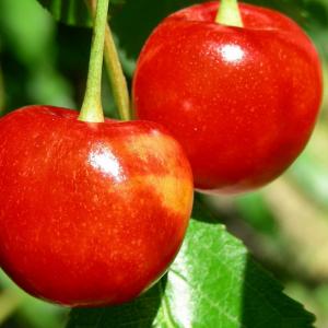 Argentina. Patagonia