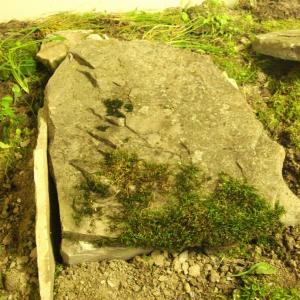 AMMETTO!!!,  ANCH'IO NON SAPEVO...