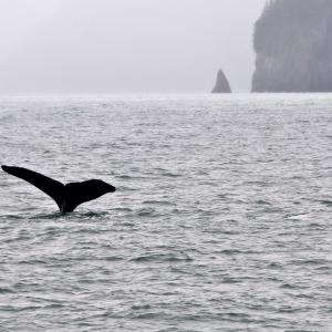 USA. Alaska 1/3. Forme di vita