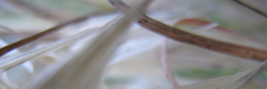 frOm The Opal Valley Pure sol Aria