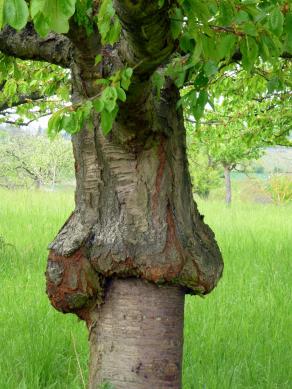 Patte d'éléphant !