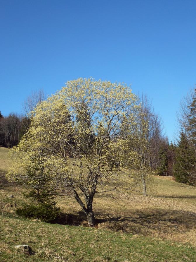 Auprès de mon arbre...