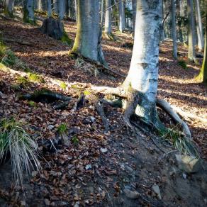 Je vais t'attraper...