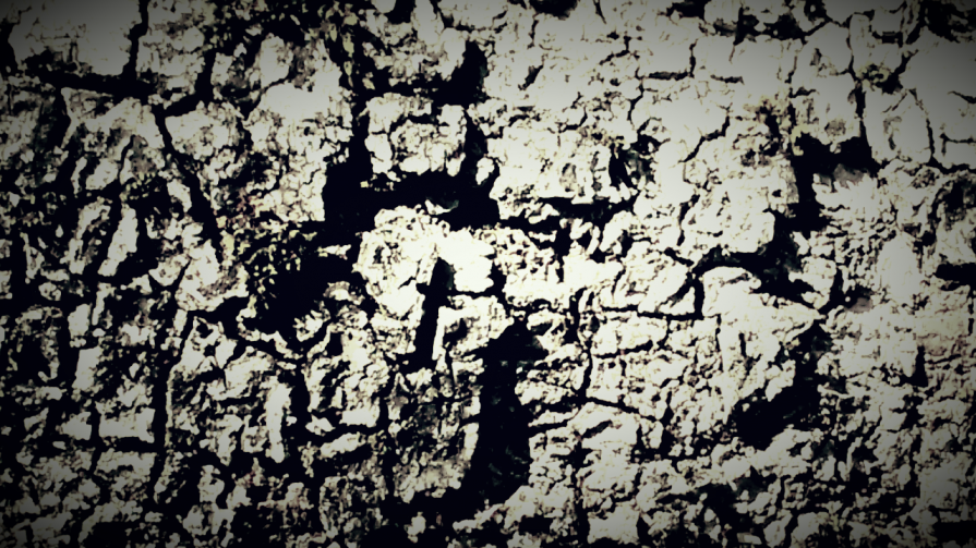 requiem per un albero 