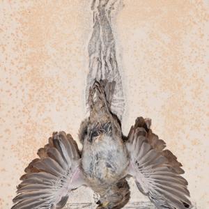 Passer hispaniolensis 2