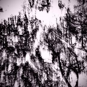 Il dolce ricordo degli alberi 