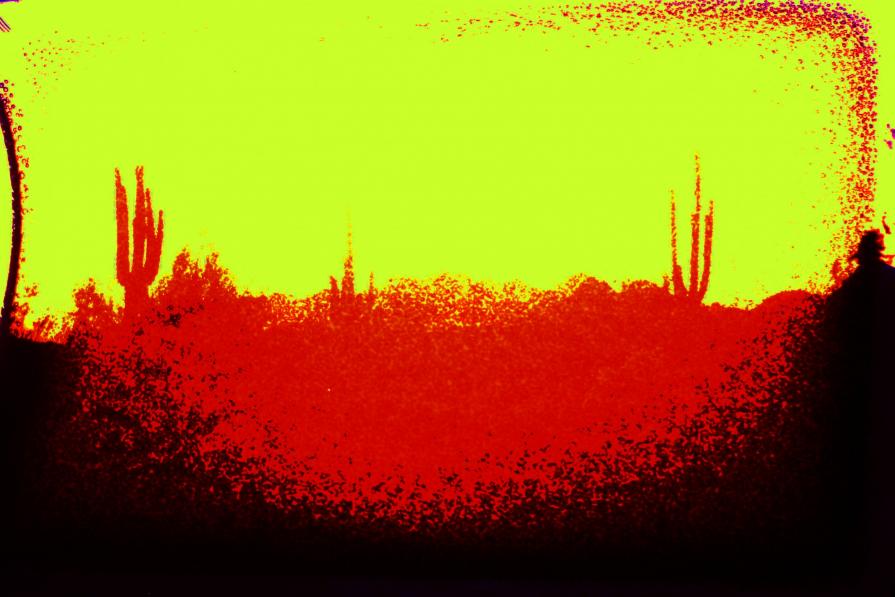 Burnt Tucson Cacti 2