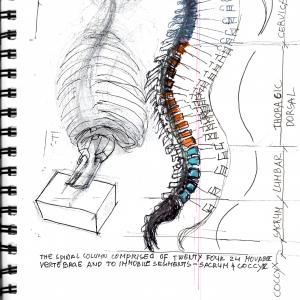sketchbook skelletal study of the spine sketchbook skelletal study of the spine