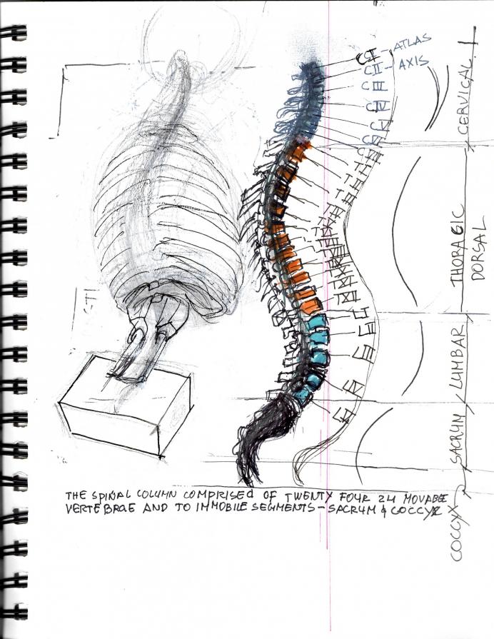 sketchbook skelletal study of the spine