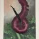 Dragon Arum