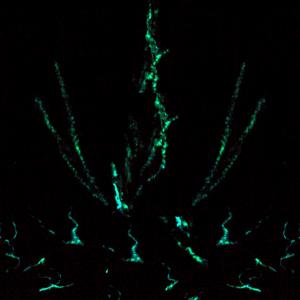 Luminescenze -  Apparizioni dell’opera per il FestivalFilosofia di Modena