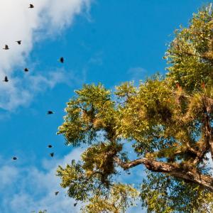 Honduras. limiti Honduras. limiti