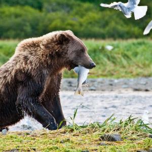 USA. Alaska 1/3. Forme di vita