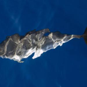 "mare rumore e silenzi"