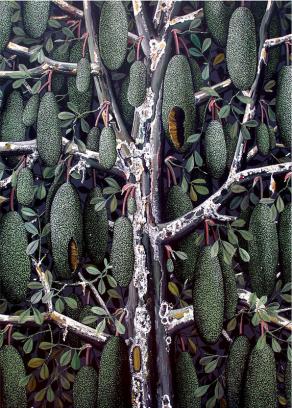 Plant from the Grove by the River 1