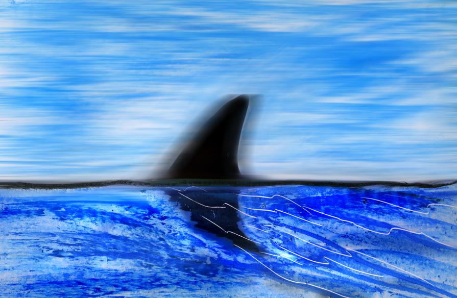 pinna nera ,in mare calmo.