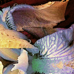 Rifugio della Cononchiglia