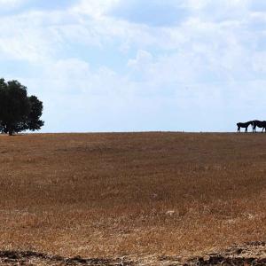 Paolo Bongianino Countryside
