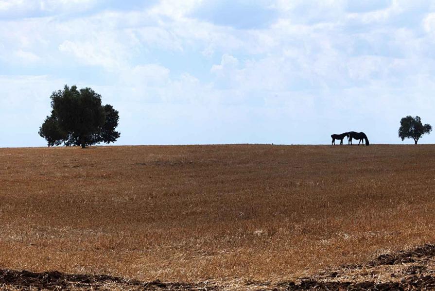 Paolo Bongianino Countryside