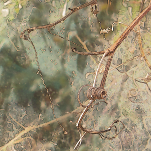 morandiMediterraneo 03a