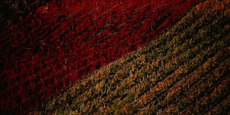The Seasons in Chianti