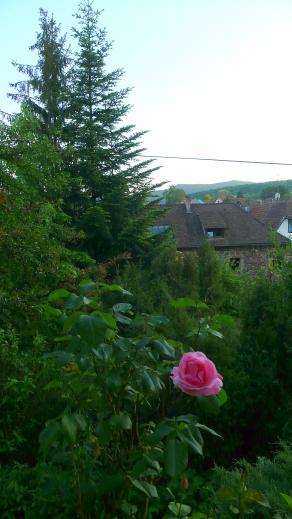 Vert et rose