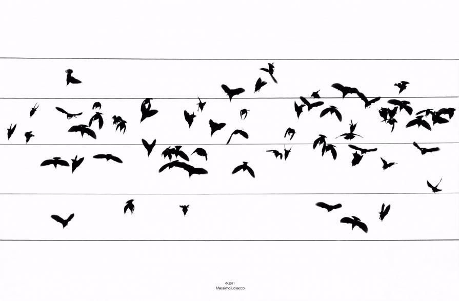 Concerto d'ali su pentagramma