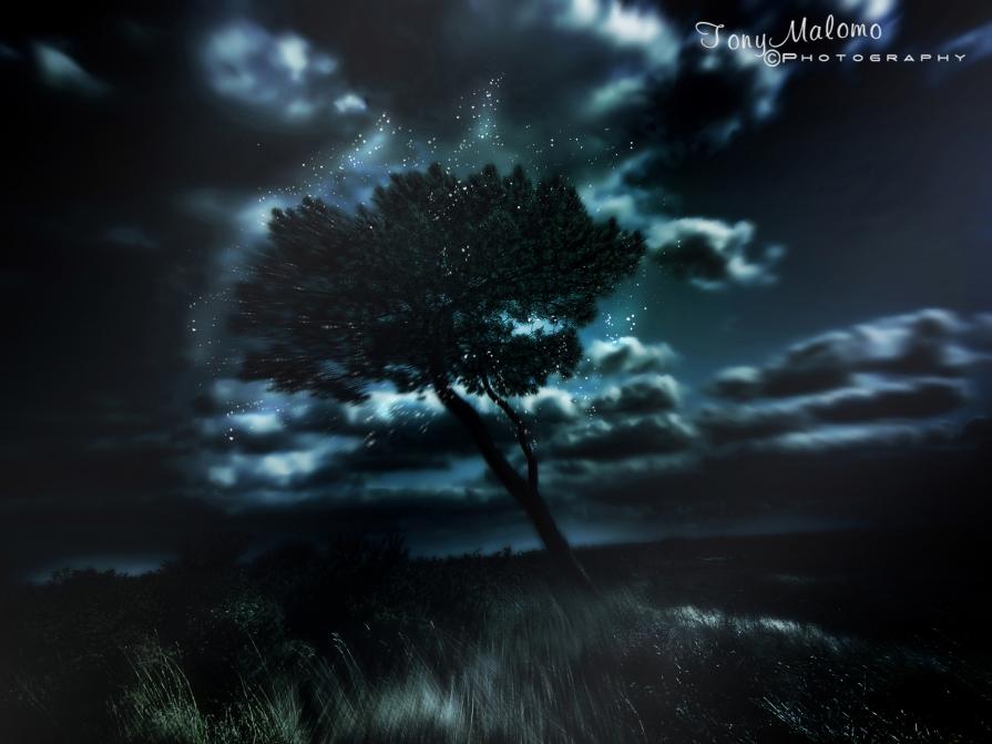The Spirit in the Tree - (Lo Spirito nell'albero)