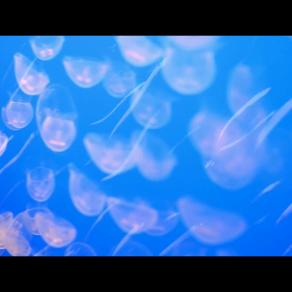 Ghazal Before Morning